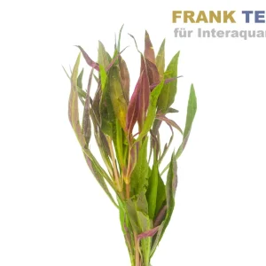 Neue Kollektion Rosanerviges Papageienblatt, Alternanthera reineckii, Bund